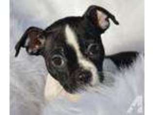 Boston Terrier Puppy for sale in BONHAM, TX, USA