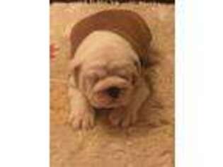 Bulldog Puppy for sale in Round Rock, TX, USA