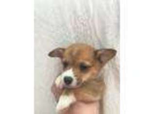 Pembroke Welsh Corgi Puppy for sale in Tulsa, OK, USA