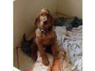 Irish Setter Puppy for sale in WILMINGTON, OH, USA