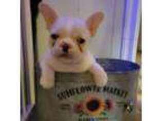 French Bulldog Puppy for sale in Morrisville, PA, USA