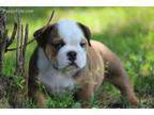 Bulldog Puppy for sale in Sumner, MI, USA