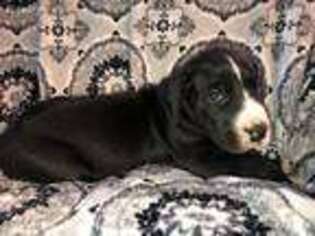 Great Dane Puppy for sale in Shelbyville, MI, USA