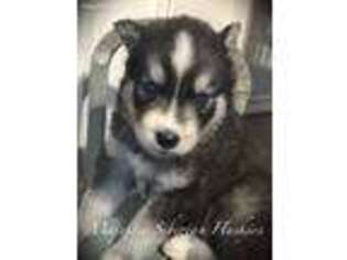 Siberian Husky Puppy for sale in Augusta, GA, USA