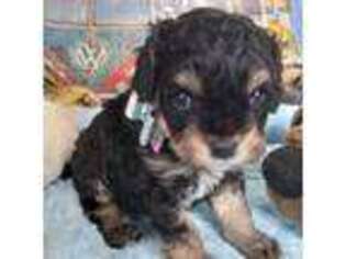 Cavapoo Puppy for sale in Aurora, MO, USA