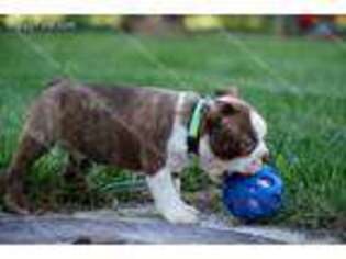 Boston Terrier Puppy for sale in Milford, NE, USA