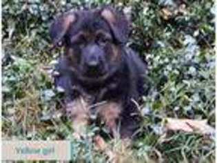 German Shepherd Dog Puppy for sale in Mission Viejo, CA, USA