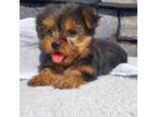 Mutt Puppy for sale in Waterford, CT, USA