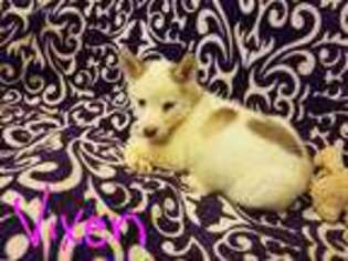 Siberian Husky Puppy for sale in Manchester, IA, USA