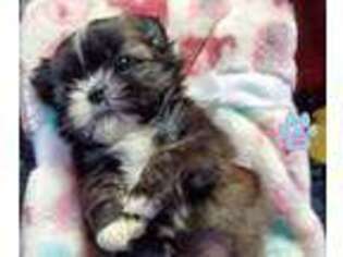 Mutt Puppy for sale in Aragon, GA, USA