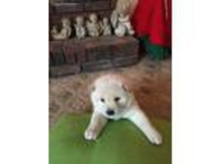 Shiba Inu Puppy for sale in Saint James, MO, USA