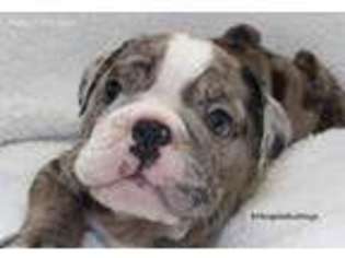 Bulldog Puppy for sale in West Sacramento, CA, USA