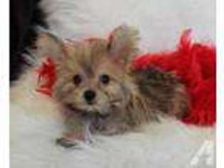 Yorkshire Terrier Puppy for sale in COMMERCE, TX, USA