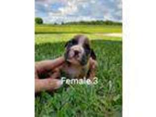 Boxer Puppy for sale in Odon, IN, USA