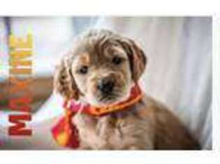 Goldendoodle Puppy for sale in Gainesville, MO, USA