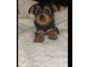 Yorkshire Terrier Puppy for sale in Highland, CA, USA