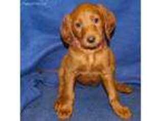 Labradoodle Puppy for sale in Madison, WI, USA