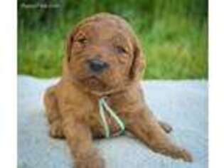 Goldendoodle Puppy for sale in Moscow, ID, USA