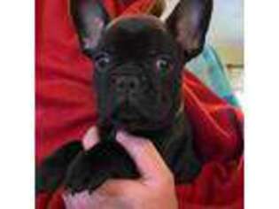 French Bulldog Puppy for sale in Fond Du Lac, WI, USA