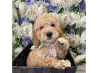 Goldendoodle Puppy for sale in Spring Valley, NY, USA