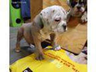 Olde English Bulldogge Puppy for sale in Tucson, AZ, USA