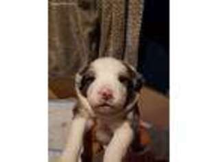 Medium Photo #1 Australian Shepherd Puppy For Sale in Olathe, KS, USA