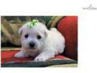 West Highland White Terrier Puppy for sale in Monroe, LA, USA