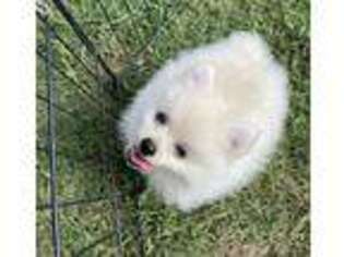 Pomeranian Puppy for sale in Kenefic, OK, USA