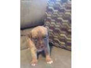 American Bull Dogue De Bordeaux Puppy for sale in Keeseville, NY, USA