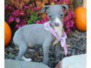 Italian Greyhound Puppy for sale in Elyria, OH, USA