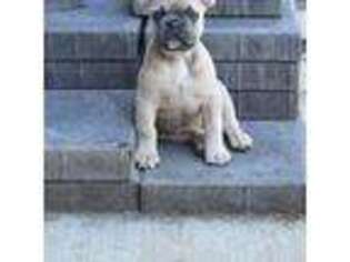 French Bulldog Puppy for sale in Dallas, OR, USA