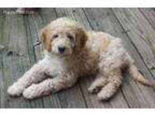 Goldendoodle Puppy for sale in Warminster, PA, USA