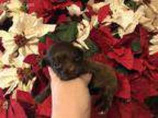Poovanese Puppy for sale in Jacksonville, FL, USA