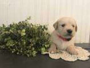 Mutt Puppy for sale in Brushton, NY, USA