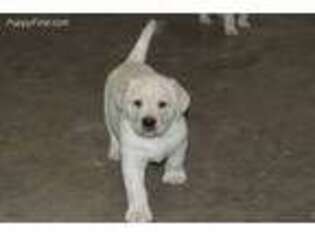 Labrador Retriever Puppy for sale in Woodland Park, CO, USA