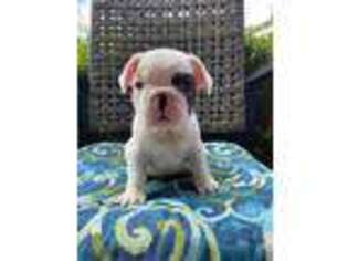 French Bulldog Puppy for sale in Live Oak, FL, USA