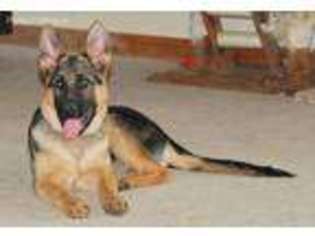 German Shepherd Dog Puppy for sale in Vanleer, TN, USA