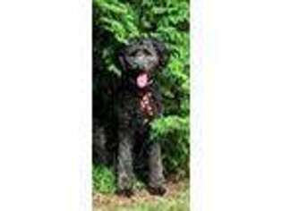 Labradoodle Puppy for sale in Ansonia, CT, USA