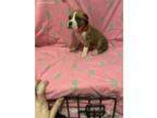 Boxer Puppy for sale in Charlotte, NC, USA