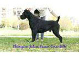 Cane Corso Puppy for sale in New Milford, CT, USA