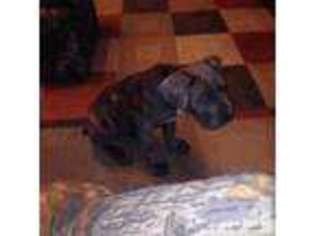 Cane Corso Puppy for sale in EASTMAN, GA, USA