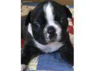 Boston Terrier Puppy for sale in Lyndhurst, VA, USA