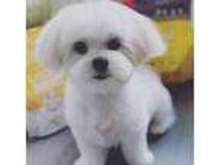 Maltese Puppy for sale in Rapid City, SD, USA
