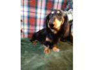 Dachshund Puppy for sale in Orr, MN, USA