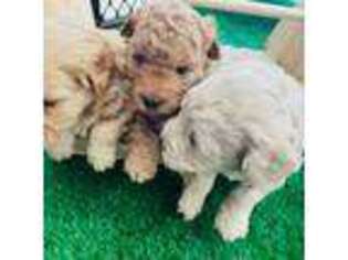 Goldendoodle Puppy for sale in Palm Harbor, FL, USA