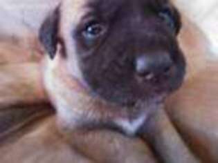 Anatolian Shepherd Puppy for sale in Plano, TX, USA
