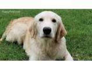 Golden Retriever Puppy for sale in Rockwall, TX, USA