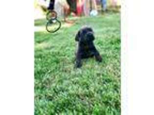 Cane Corso Puppy for sale in Sunnyside, WA, USA