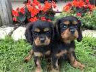 Cavalier King Charles Spaniel Puppy for sale in Albany, WI, USA