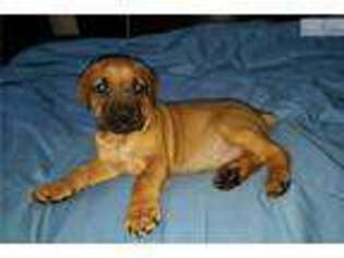 Boerboel Puppy for sale in Baltimore, MD, USA